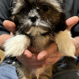 Shih Tzu Puppies from Jessica’s Shih Tzus