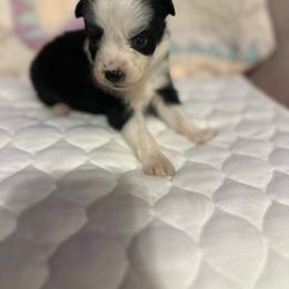 Girl 3 - Black tri female Miniature Australian Shepherd puppy in Doddridge, Arkansas from Huddleston Farm