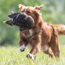 Ricky Bobby - Nova Scotia Duck Tolling Retriever