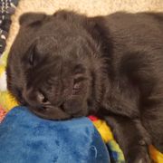 Working Dog Cross Puppies from Happy Hartz