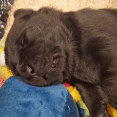 Working Dog Cross Puppies from Happy Hartz