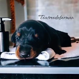 Doberman Pinscher Puppies from TeatreeDoberman