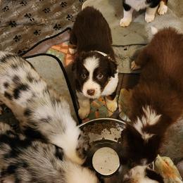 Red Tippy - Red tri-color female Australian Shepherd puppy in Tallahassee, Florida from H&H Red Gate Farm