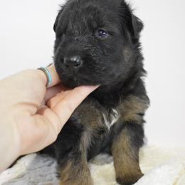 Cupid - Black and red male German Shepherd puppy in Lexington, Virginia from Buffelbach Farmstead Shepherds