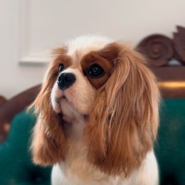 Birdie - Cavalier King Charles Spaniel
