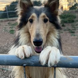 Mabel  - Collie