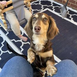 Benji - Dachshund