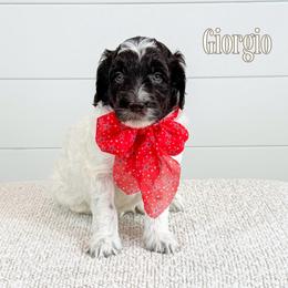 Giorgio (Orange Collar) - Chocolate male Goldendoodle puppy in Bell Buckle, Tennessee from Precious Puptown Doodles