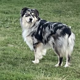 Ghost  - Australian Shepherd