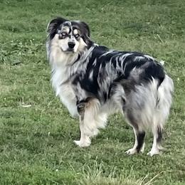 Ghost  - Australian Shepherd