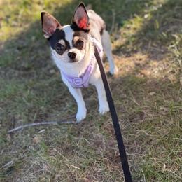 Bruce - Chihuahua