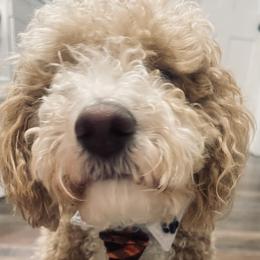Goldendoodle Puppies from Graystone Doodles
