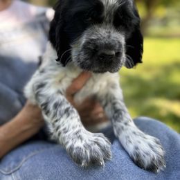 Captain - Black and white male English Springer Spaniel puppy in Torrington, Wyoming from Wyoming Springer Spaniels