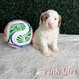 Pink girl - White female Bernedoodle puppy in Modesto, California from Two Doods Doodles