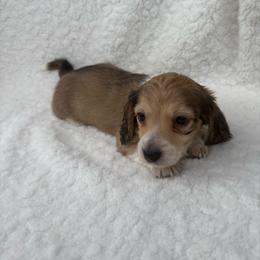 Sonny - Piebald male Dachshund puppy in Athens, Alabama from 4 Moore Ranch