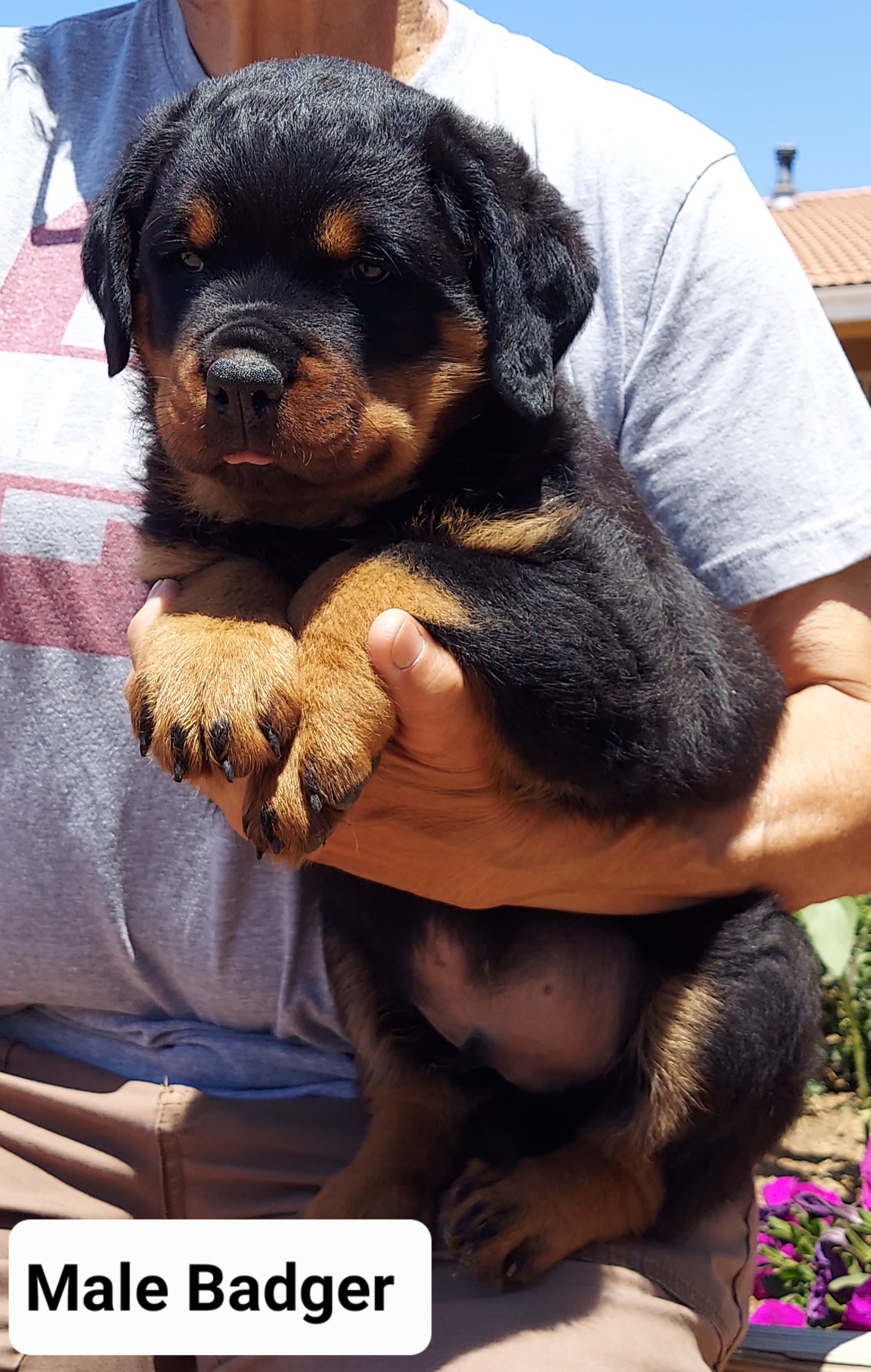 "Badger is going to be a big boy. Confident puppy that loves to be around people " Rottweiler Puppies from Kennel vom Hause Locher