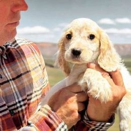 Cocker Spaniel and English Cocker Spaniel Puppies from CuttinBlue Farms