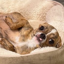 Nancy - Chihuahua