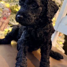 Sprinkles - Black female Goldendoodle puppy in Macclenny, Florida from Baker County Goldendoodles