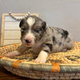 Feliz - Blue merle female Miniature Australian Shepherd puppy in North Lakeport, California from Wild Rose Ranch