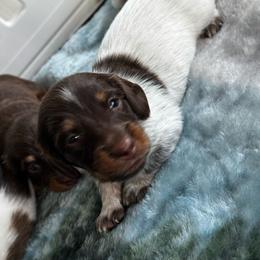 Rocky - Chocolate and tan male Dachshund puppy in Summit, South Carolina from Doxies4Paws