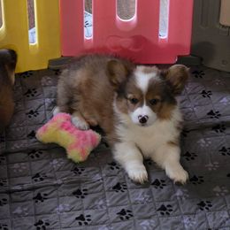 Boy 1 - Sable male American Corgi puppy in Tallahassee, Florida from Koko's Korgis