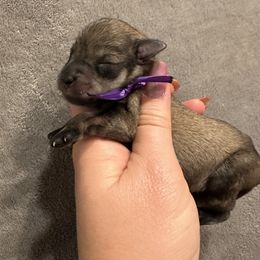 Purple Girl - Salt and pepper female Miniature Schnauzer puppy in Floyd, Virginia from Little River Puppies