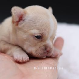 Margo - Cream female Chihuahua puppy in Tulsa, Oklahoma from H-3 Chihuahuas