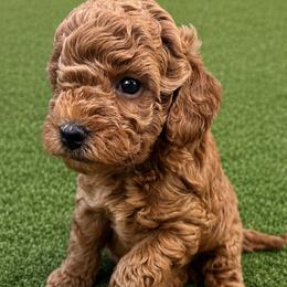 Isaac - Apricot male Goldendoodle puppy in Gay, Georgia from That’s My Puppy