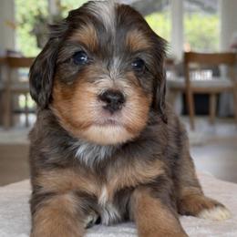 Simon - blue collar - Tri-color male Bernedoodle puppy in Yuciapa, California from AlltheDoodlez_