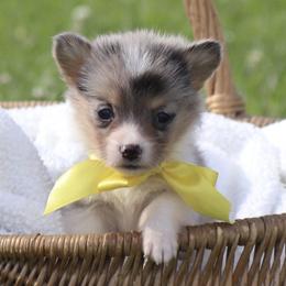 Blue Merle Boy 6 yellow ribbon - Blue male Pembroke Welsh Corgi puppy in Ville Platte, Louisiana from Flat town corgis