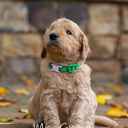 Golden Retriever and Goldendoodle Puppies from Golden Honey