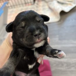 Miniature Schnauzer Puppies from S & S Miniature Schnauzer