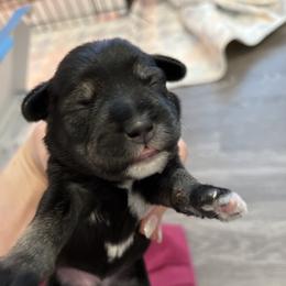 Miniature Schnauzer Puppies from S & S Miniature Schnauzer