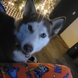 Cypress - Siberian Husky
