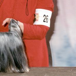 Yorkshire Terriers from Becker Thomas's Yorkshire Terriers