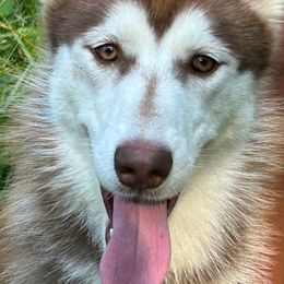 Girl 2 - Red and white Siberian Husky puppy in Columbus, Ohio from Jamuison’s Siberian Huskies