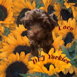 Yorkshire Terrier puppies from DLJ Yorkies