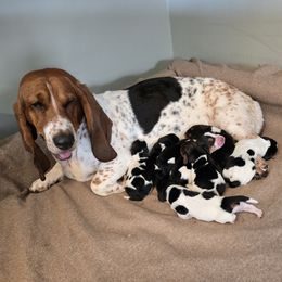 Maggi - Basset Hound