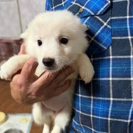 Male puppy - White male American Eskimo Dog puppy in Port Clinton, Pennsylvania from Angelfrost American Eskimo puppies
