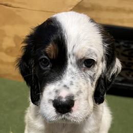 Puppy 2 - Blue belton and tan (tri-color) male English Setter puppy in Windham, Connecticut from McFella’s Gun Dogs