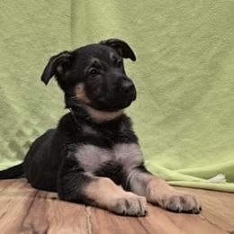 German Shepherd Puppies from Karriage Haus Kennels