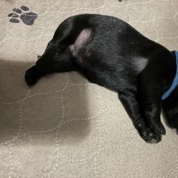 Blue Collared - Black male Miniature Schnauzer puppy in Prescott, Washington from Winona Schnauzers