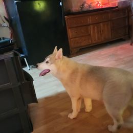 Siberian Husky Puppies from Spirit of the Moon Siberians