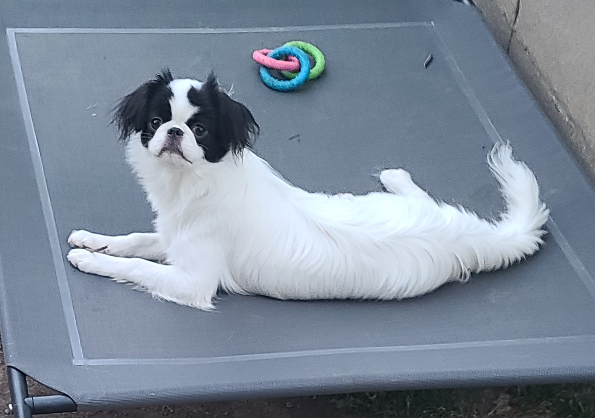 Japanese Chin Puppies from Contessa's Japanese Chins