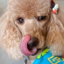 Poodles from Tess Church-Nystrom