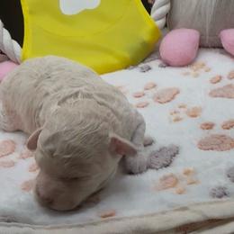 Koko - Apricot female Maltipoo puppy in Colonial Beach, Virginia from BeachRidge Pups