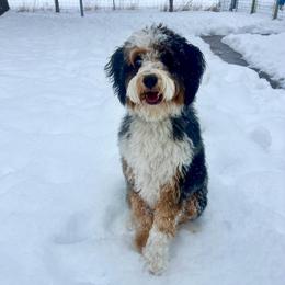 Phoebe - Aussiedoodle