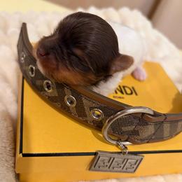 Caramel - Chocolate, tan and white female Yorkshire Terrier puppy in Illinois from Pretty Little Yorkies