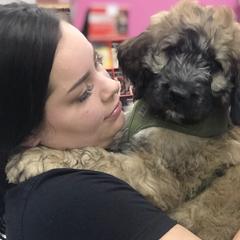 Saint Berdoodle Puppies from My-T Saint Berdoodles